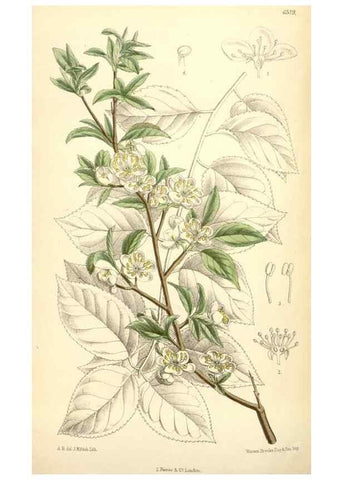 Reproducción/Reproduction 35397183535: Curtis's botanical magazine.. London ; New York [etc.] :Academic Press [etc.]
