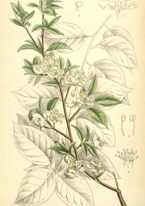 Reproducción/Reproduction 35397183535: Curtis's botanical magazine.. London ; New York [etc.] :Academic Press [etc.]