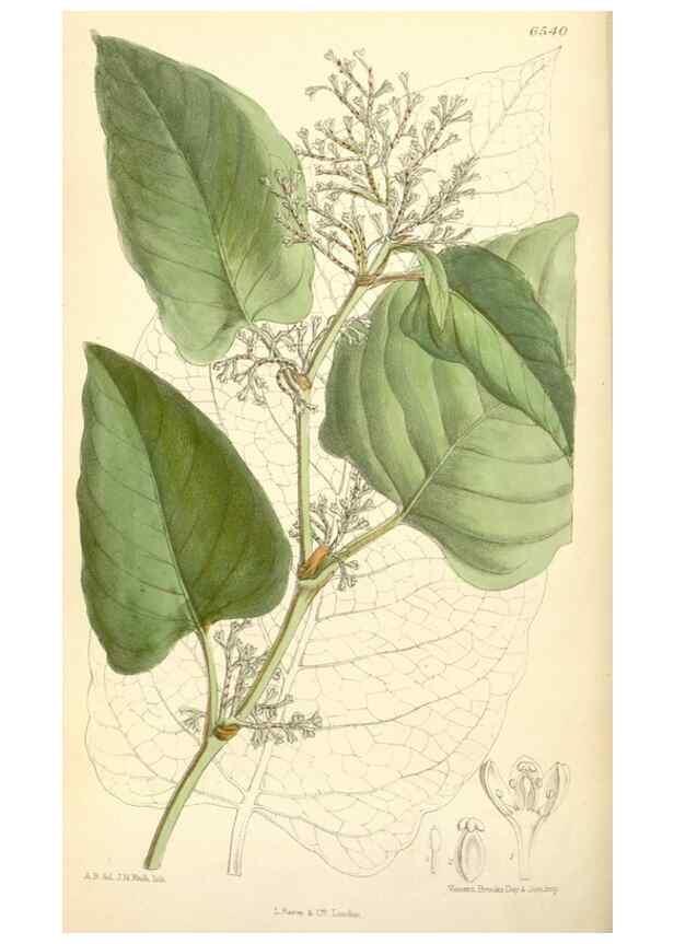 Reproducción/Reproduction 34588021683: Curtis's botanical magazine.. London ; New York [etc.] :Academic Press [etc.]