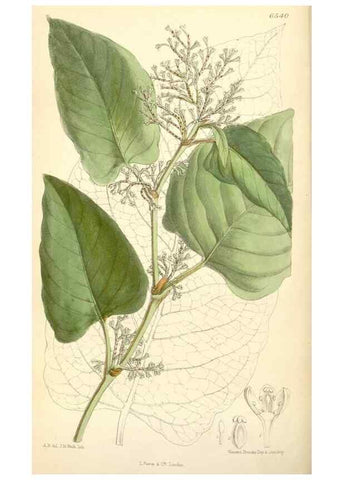 Reproducción/Reproduction 34588021683: Curtis's botanical magazine.. London ; New York [etc.] :Academic Press [etc.]