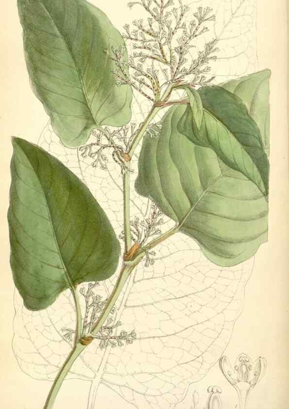 Reproducción/Reproduction 34588021683: Curtis's botanical magazine.. London ; New York [etc.] :Academic Press [etc.]