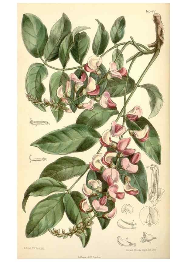 Reproducción/Reproduction 34588024343: Curtis's botanical magazine.. London ; New York [etc.] :Academic Press [etc.]