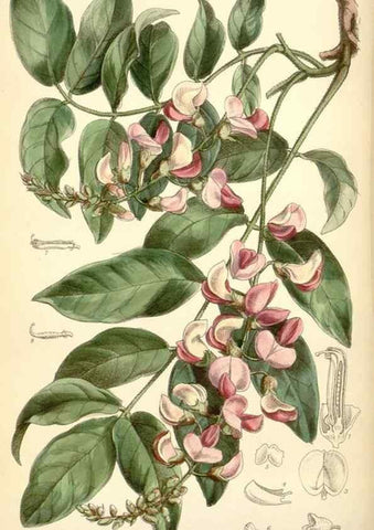 Reproducción/Reproduction 34588024343: Curtis's botanical magazine.. London ; New York [etc.] :Academic Press [etc.]