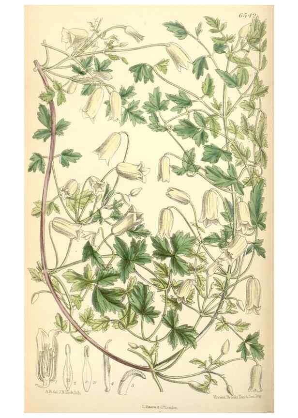 Reproducción/Reproduction 34588027253: Curtis's botanical magazine.. London ; New York [etc.] :Academic Press [etc.]