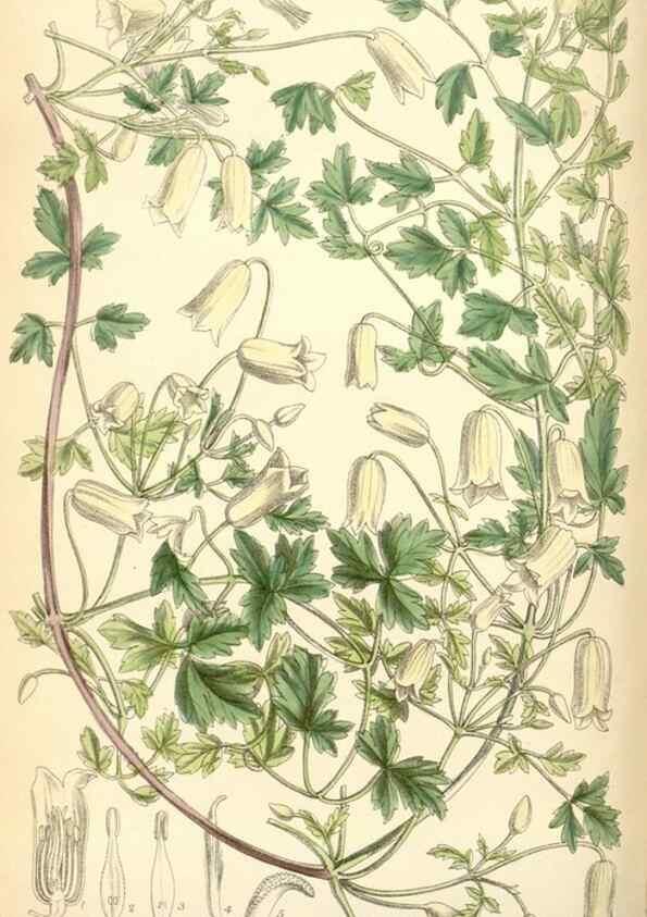 Reproducción/Reproduction 34588027253: Curtis's botanical magazine.. London ; New York [etc.] :Academic Press [etc.]