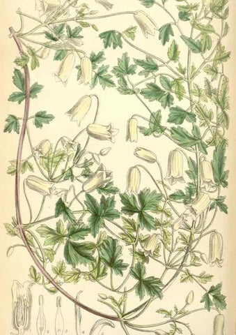 Reproducción/Reproduction 34588027253: Curtis's botanical magazine.. London ; New York [etc.] :Academic Press [etc.]