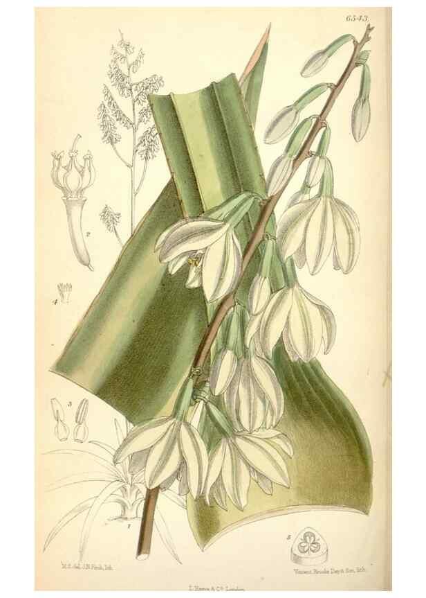 Reproducción/Reproduction 34588029783: Curtis's botanical magazine.. London ; New York [etc.] :Academic Press [etc.]