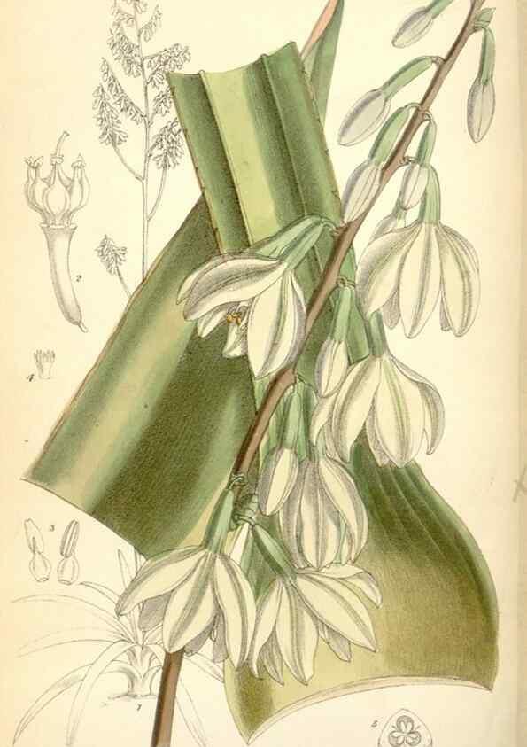 Reproducción/Reproduction 34588029783: Curtis's botanical magazine.. London ; New York [etc.] :Academic Press [etc.]