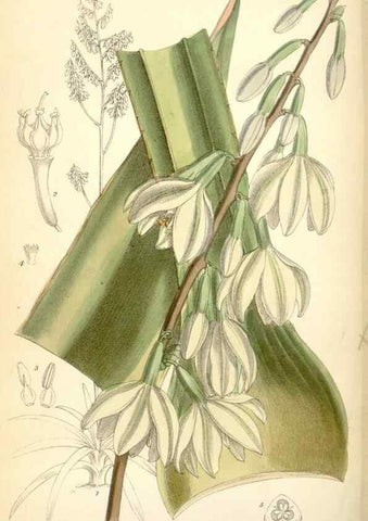 Reproducción/Reproduction 34588029783: Curtis's botanical magazine.. London ; New York [etc.] :Academic Press [etc.]