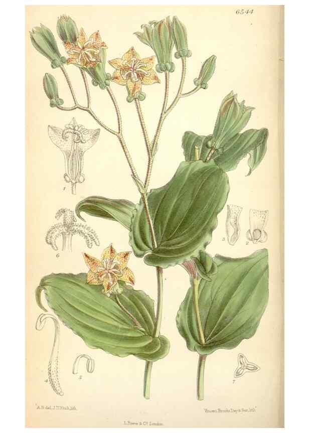 Reproducción/Reproduction 34588032923: Curtis's botanical magazine.. London ; New York [etc.] :Academic Press [etc.]