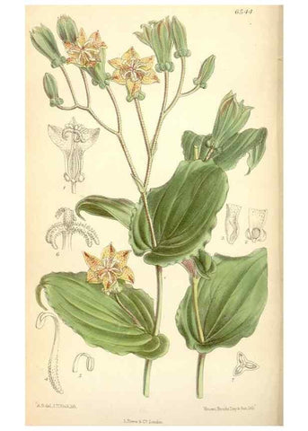 Reproducción/Reproduction 34588032923: Curtis's botanical magazine.. London ; New York [etc.] :Academic Press [etc.]