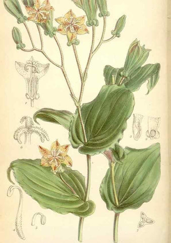Reproducción/Reproduction 34588032923: Curtis's botanical magazine.. London ; New York [etc.] :Academic Press [etc.]