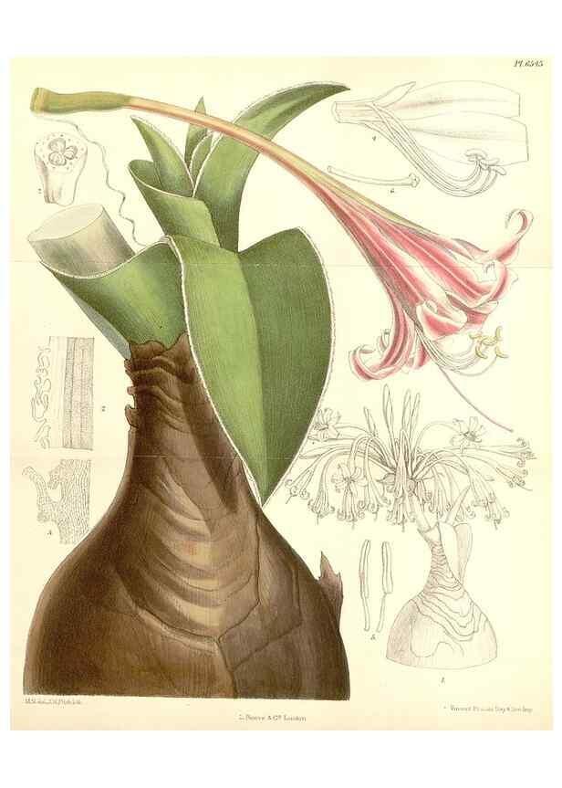Reproducción/Reproduction 34588035563: Curtis's botanical magazine.. London ; New York [etc.] :Academic Press [etc.]