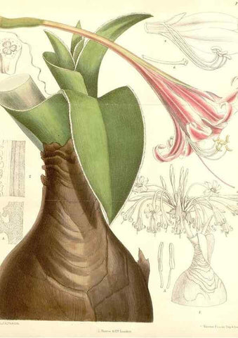 Reproducción/Reproduction 34588035563: Curtis's botanical magazine.. London ; New York [etc.] :Academic Press [etc.]
