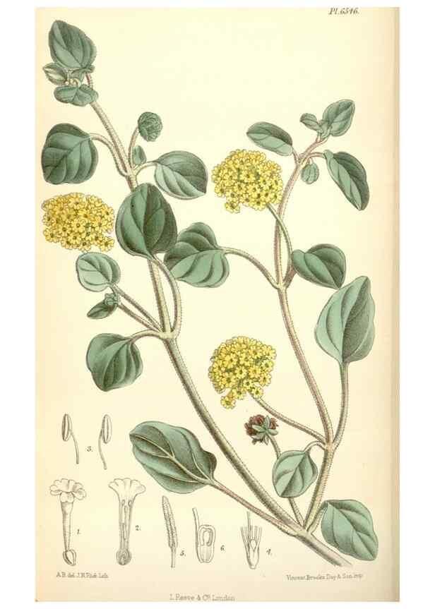 Reproducción/Reproduction 34554927044: Curtis's botanical magazine.. London ; New York [etc.] :Academic Press [etc.]