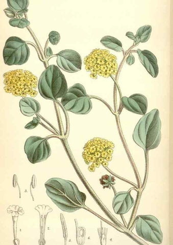 Reproducción/Reproduction 34554927044: Curtis's botanical magazine.. London ; New York [etc.] :Academic Press [etc.]