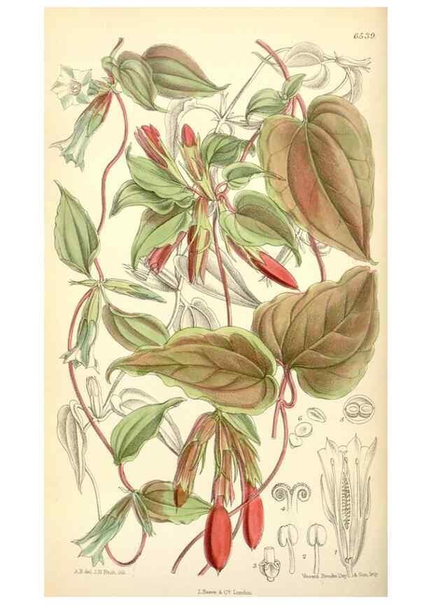 Reproducción/Reproduction 34588018763: Curtis's botanical magazine.. London ; New York [etc.] :Academic Press [etc.]