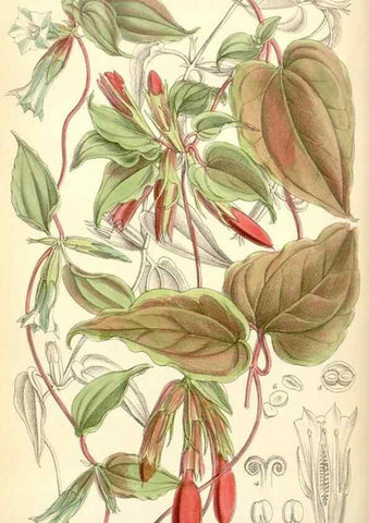 Reproducción/Reproduction 34588018763: Curtis's botanical magazine.. London ; New York [etc.] :Academic Press [etc.]