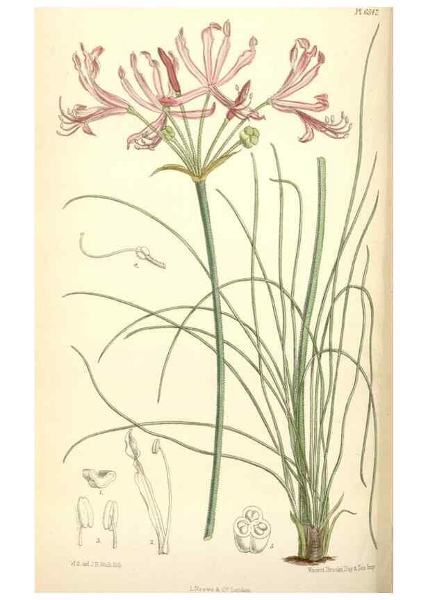 Reproducción/Reproduction 34554928894: Curtis's botanical magazine.. London ; New York [etc.] :Academic Press [etc.]