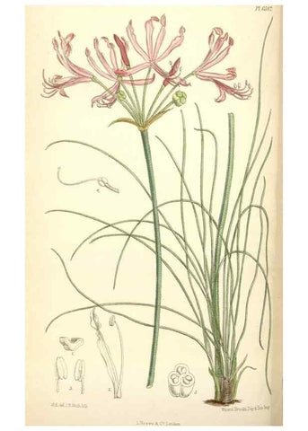 Reproducción/Reproduction 34554928894: Curtis's botanical magazine.. London ; New York [etc.] :Academic Press [etc.]