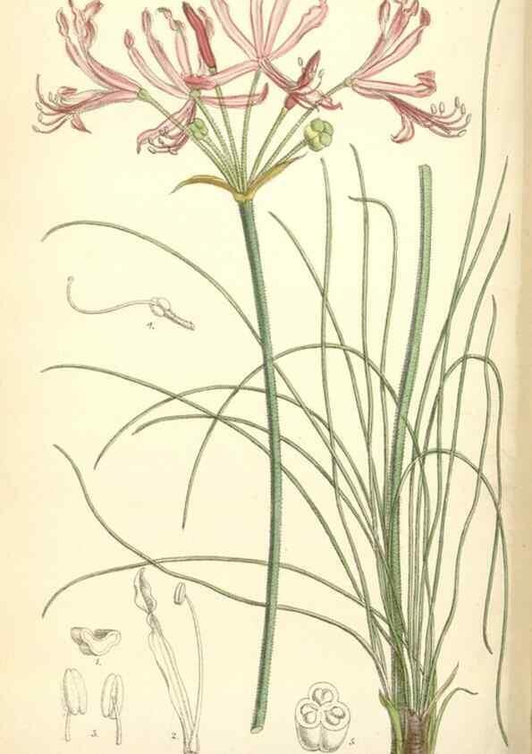 Reproducción/Reproduction 34554928894: Curtis's botanical magazine.. London ; New York [etc.] :Academic Press [etc.]