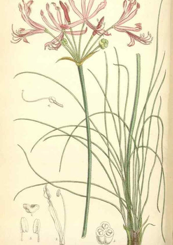 Reproducción/Reproduction 34554928894: Curtis's botanical magazine.. London ; New York [etc.] :Academic Press [etc.]