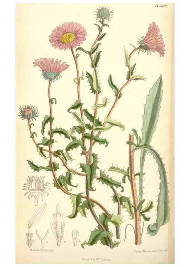 Reproducción/Reproduction 34554932314: Curtis's botanical magazine.. London ; New York [etc.] :Academic Press [etc.]