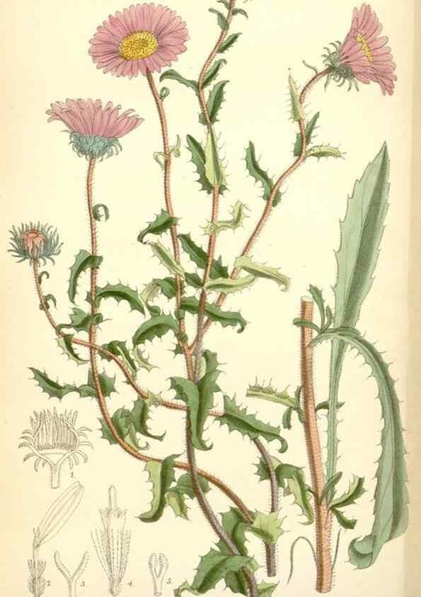 Reproducción/Reproduction 34554932314: Curtis's botanical magazine.. London ; New York [etc.] :Academic Press [etc.]
