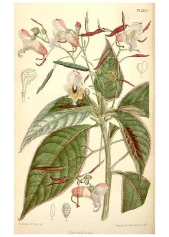 Reproducción/Reproduction 34554933644: Curtis's botanical magazine.. London ; New York [etc.] :Academic Press [etc.]