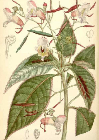 Reproducción/Reproduction 34554933644: Curtis's botanical magazine.. London ; New York [etc.] :Academic Press [etc.]