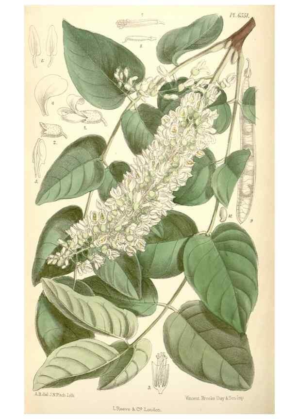 Reproducción/Reproduction 35358353876: Curtis's botanical magazine.. London ; New York [etc.] :Academic Press [etc.]