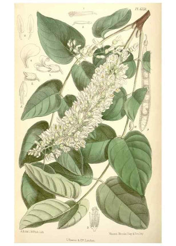 Reproducción/Reproduction 35358353876: Curtis's botanical magazine.. London ; New York [etc.] :Academic Press [etc.]
