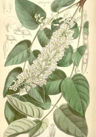 Reproducción/Reproduction 35358353876: Curtis's botanical magazine.. London ; New York [etc.] :Academic Press [etc.]