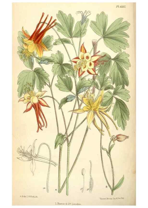 Reproducción/Reproduction 35358358116: Curtis's botanical magazine.. London ; New York [etc.] :Academic Press [etc.]
