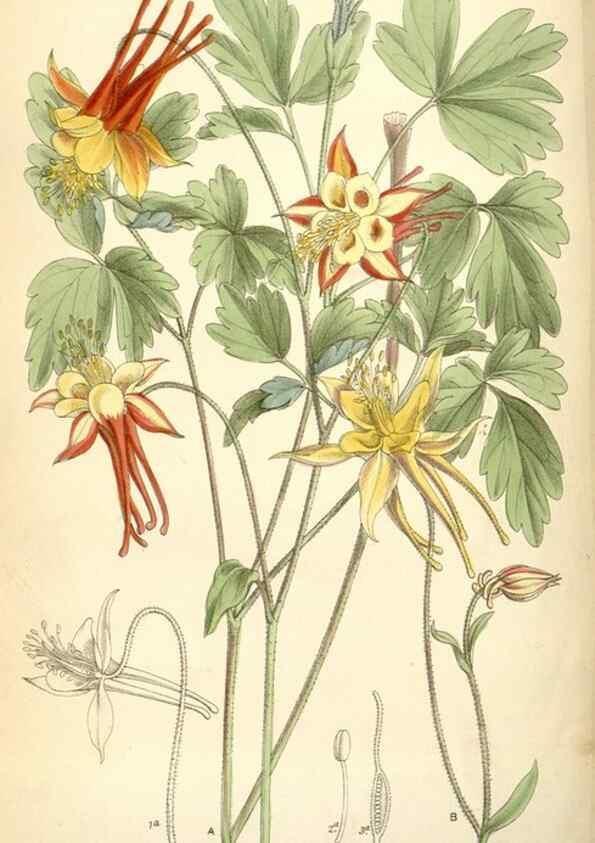 Reproducción/Reproduction 35358358116: Curtis's botanical magazine.. London ; New York [etc.] :Academic Press [etc.]