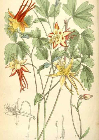 Reproducción/Reproduction 35358358116: Curtis's botanical magazine.. London ; New York [etc.] :Academic Press [etc.]