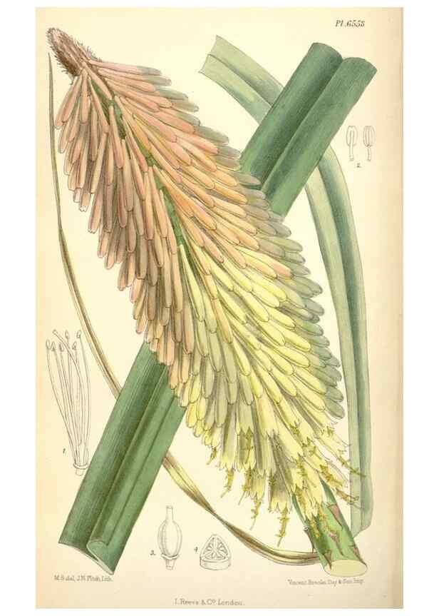 Reproducción/Reproduction 34588052433: Curtis's botanical magazine.. London ; New York [etc.] :Academic Press [etc.]
