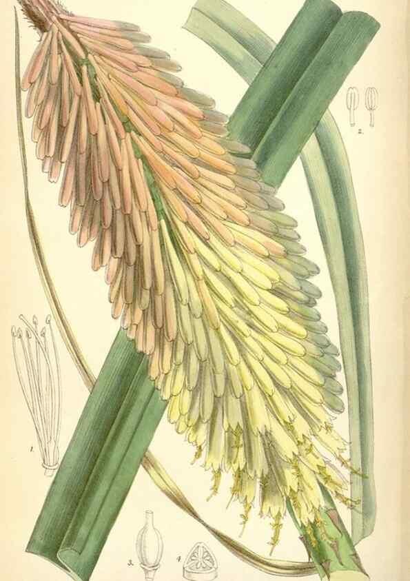 Reproducción/Reproduction 34588052433: Curtis's botanical magazine.. London ; New York [etc.] :Academic Press [etc.]