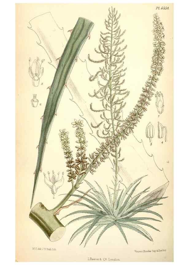 Reproducción/Reproduction 34588053543: Curtis's botanical magazine.. London ; New York [etc.] :Academic Press [etc.]