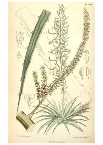 Reproducción/Reproduction 34588053543: Curtis's botanical magazine.. London ; New York [etc.] :Academic Press [etc.]