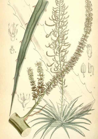 Reproducción/Reproduction 34588053543: Curtis's botanical magazine.. London ; New York [etc.] :Academic Press [etc.]
