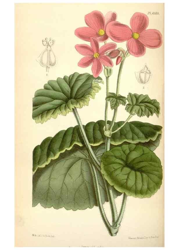 Reproducción/Reproduction 34588054843: Curtis's botanical magazine.. London ; New York [etc.] :Academic Press [etc.]