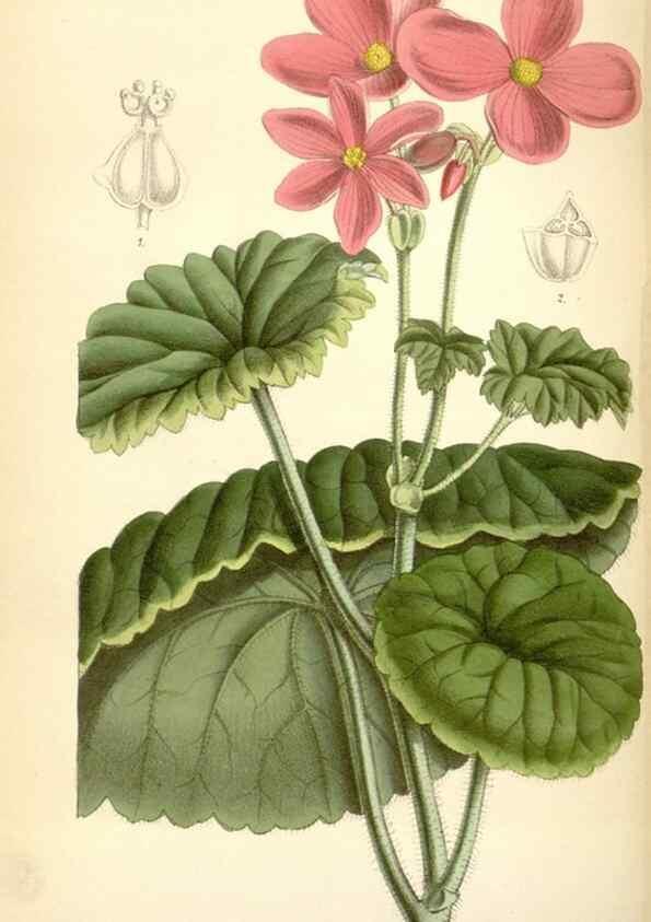 Reproducción/Reproduction 34588054843: Curtis's botanical magazine.. London ; New York [etc.] :Academic Press [etc.]