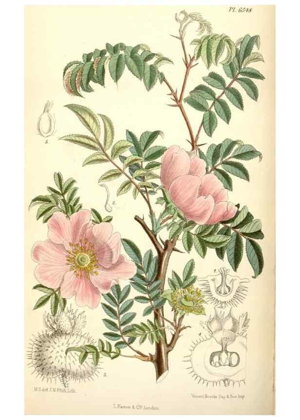 Reproducción/Reproduction 34554930564: Curtis's botanical magazine.. London ; New York [etc.] :Academic Press [etc.]