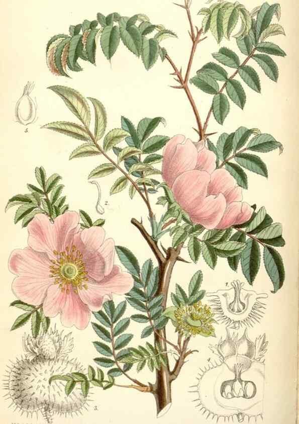 Reproducción/Reproduction 34554930564: Curtis's botanical magazine.. London ; New York [etc.] :Academic Press [etc.]
