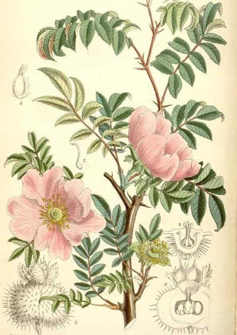 Reproducción/Reproduction 34554930564: Curtis's botanical magazine.. London ; New York [etc.] :Academic Press [etc.]