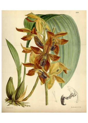 Reproducción/Reproduction 35267097741: Curtis's botanical magazine.. London ; New York [etc.] :Academic Press [etc.]
