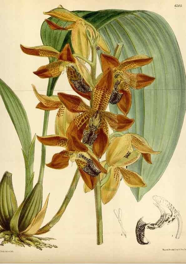 Reproducción/Reproduction 35267097741: Curtis's botanical magazine.. London ; New York [etc.] :Academic Press [etc.]