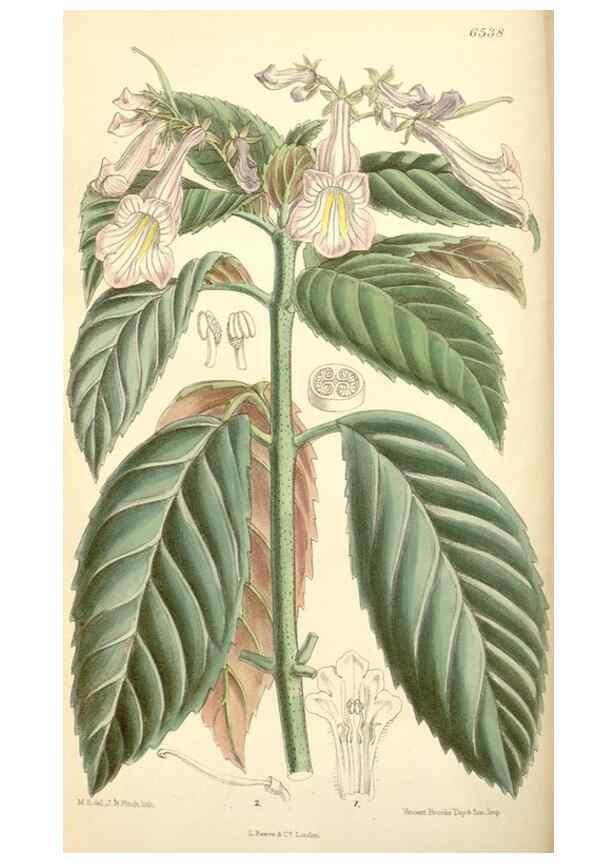 Reproducción/Reproduction 34588015723: Curtis's botanical magazine.. London ; New York [etc.] :Academic Press [etc.]