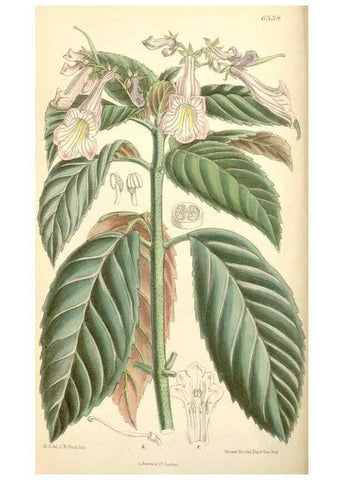 Reproducción/Reproduction 34588015723: Curtis's botanical magazine.. London ; New York [etc.] :Academic Press [etc.]